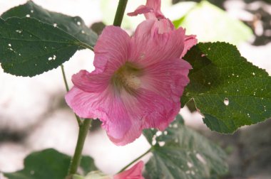 Yakın plan: açık pembe gülgülhatmi çiçekleri