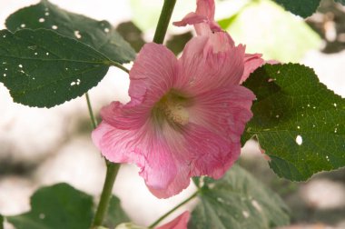 Yakın plan: açık pembe gülgülhatmi çiçekleri