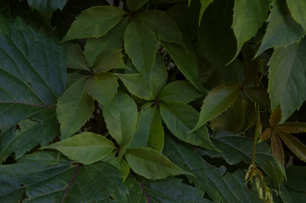 Yakın plan: Duvarda asılı sarmaşık