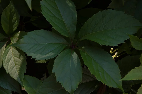 Yakın plan: Duvarda asılı sarmaşık