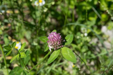 Yakın plan: Sokakta yonca çiçeği