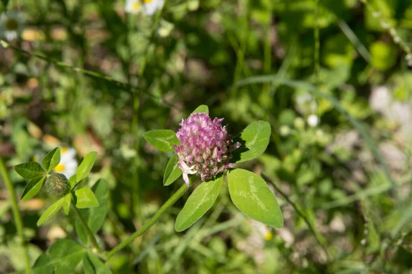 Yakın plan: Sokakta yonca çiçeği