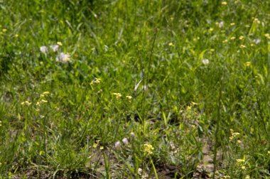 Yakın plan: Doğu Bath beyaz kelebeği çimenli bölgede yeşilimsi gri benekleri var. 
