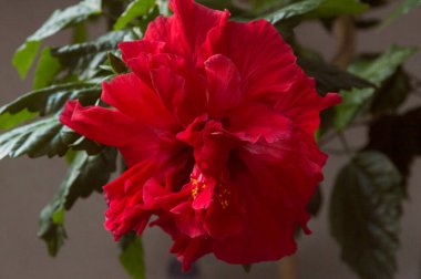 Yakın plan: Ağaç dalında büyük kırmızı porselen gül çiçeği