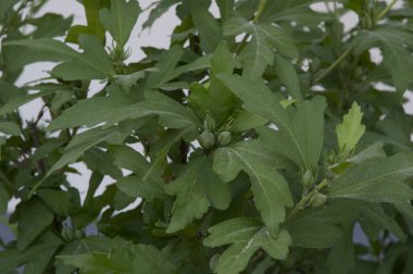 Yakın plan: Büyük yeşil Kore gülü tomurcukları olan çalı