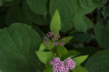 Yakın plan: genç mor çiçekler ve Japon çayır tatlısının dalları.