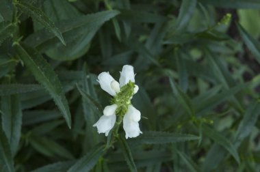Yakın plan: genç beyaz çan çiçekleri alba