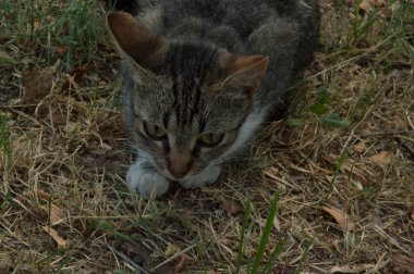 Evsiz, gri, kahverengi saçlı kedi kuru çimlerin üzerinde yatıyor.