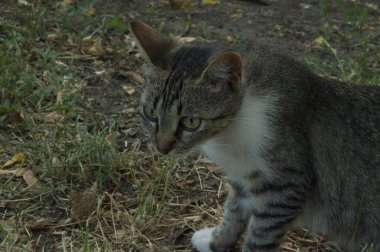 Evsiz, gri, kahverengi saçlı kedi kuru çimlerde oturuyor.
