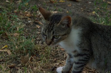 Evsiz, gri, kahverengi saçlı kedi kuru çimlerde oturuyor.