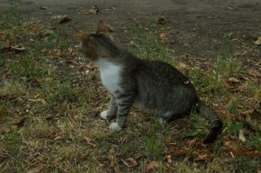 Evsiz, gri, kahverengi saçlı kedi kuru çimlerde oturuyor.