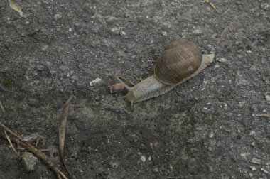 Yakın plan: ıslak zeminde kum ile salyangoz