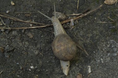 Yakın plan: ıslak zeminde kum ile salyangoz