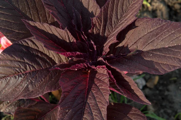 Yakın plan: koyu kırmızı yapraklı amaranthus