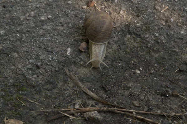 close-up: snail on wet ground with sand
