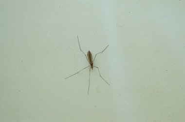 Yakın plan: Beyaz duvarda ortak ev sivrisineği