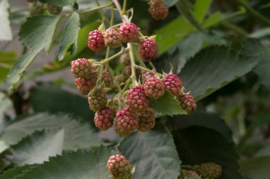 Yakın plan: Yeşil kırmızı ve koyu kırmızı meyveli yabani böğürtlen dalları