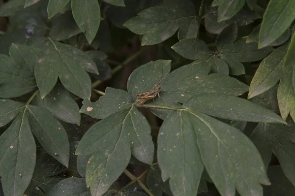 Close Pale Brown Grasshopper Chorthippus Apricarius Elmleaf Blackberry Leaf — Stock Photo, Image