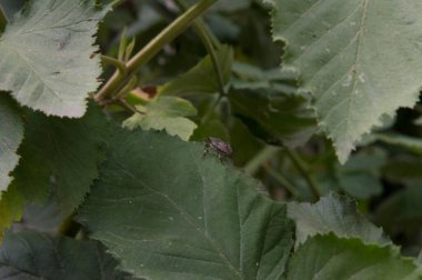 Yakın plan: Kahverengi böğürtlenli elmlef böğürtlen.