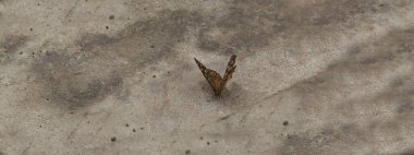 Yakın plan: soluk kahverengi kelebek benekli ahşap, koyu kahverengi göz kapakları çimento tuğlasında.