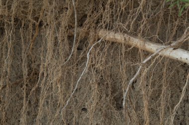 Yakın plan: Kuru soluk sarı toprak kök sisteminin emici bölgesiyle çevrili.