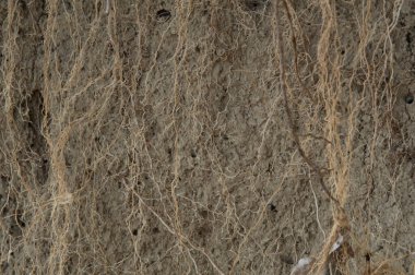 Yakın plan: Kuru soluk sarı toprak kök sisteminin emici bölgesiyle çevrili.