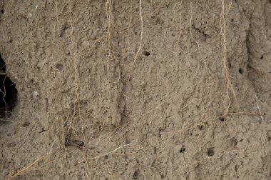 Yakın plan: Kuru soluk sarı toprak kök sisteminin emici bölgesiyle çevrili.