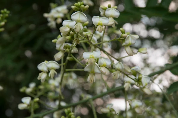 Yakın Plan Akasya Dalları Bol Beyaz Çiçekli Siyah Çekirge — Stok fotoğraf