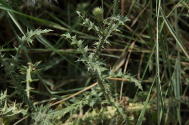 Yakın plan: Çiçeksiz dikensiz dikenli devedikeni