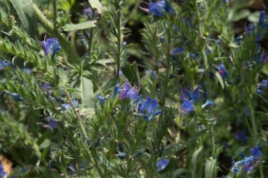 Yakın plan: Mavi yosun çiçekleri