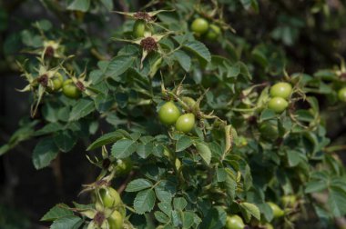 Yakın plan: ormanda bir sürü yeşil gül kalçası var.