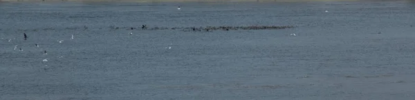 Bandada Gaviotas Que Vuelan Flotando Medio Gran Río — Foto de Stock