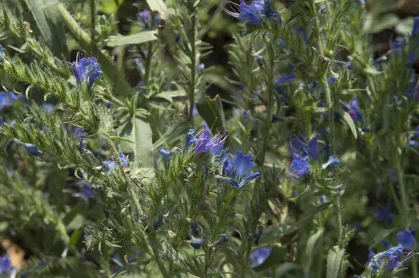 Gros Plan Fleurs Bleues Asclépiade — Photo