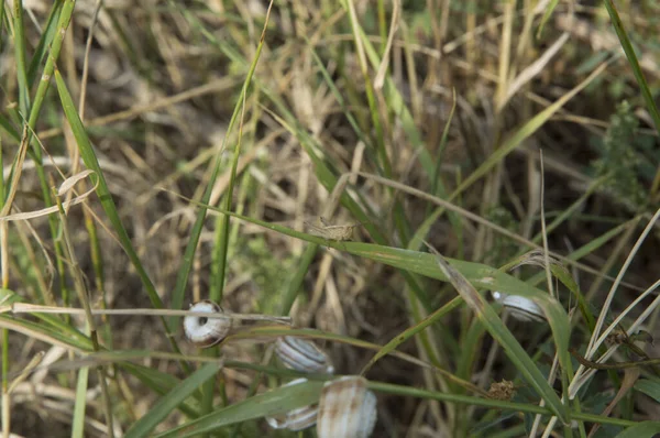 Primer Plano Saltamontes Color Marrón Pálido Hojas Hierba Caracoles Bandas — Foto de Stock