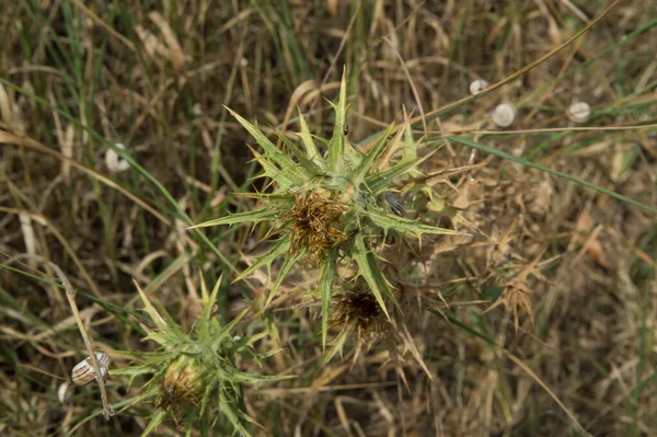 Primer Plano Flor Cardo Espinoso Seco Sin Plumas —  Fotos de Stock