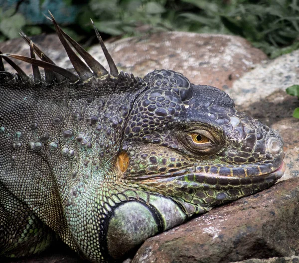 Bannerghatta Ulusal Parkı, Bengaluru, Hindistan 'daki yeşil bir Iguana' nın dinlenme başı.
