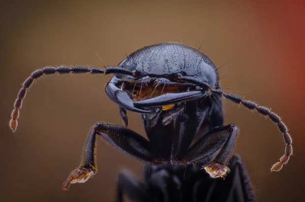 Böcek böcek makro — Stok fotoğraf