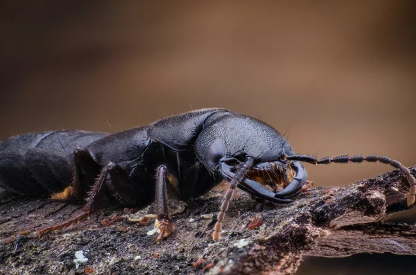 Жук комаха макросу — стокове фото