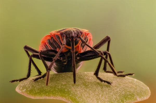 Bug - солдат, або безкрила піррокорроїди — стокове фото