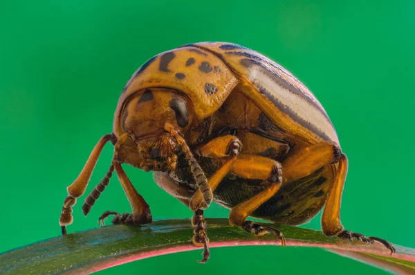 Colorado aardappel kever — Stockfoto