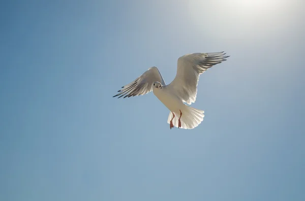 在飞行中的海鸥 — 图库照片