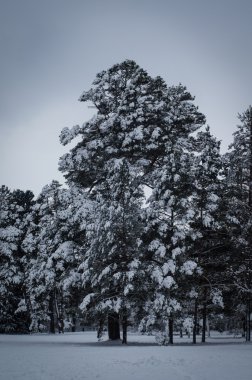 Kış ormanında karla kaplı ağaçlar