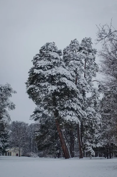 Kış ormanında karla kaplı ağaçlar — Stok fotoğraf