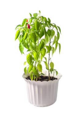 Kavanozda kırmızı biber