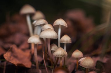Psilocybe Bohemica mantarları sonbahar ormanında dökülen yaprakların arasında.