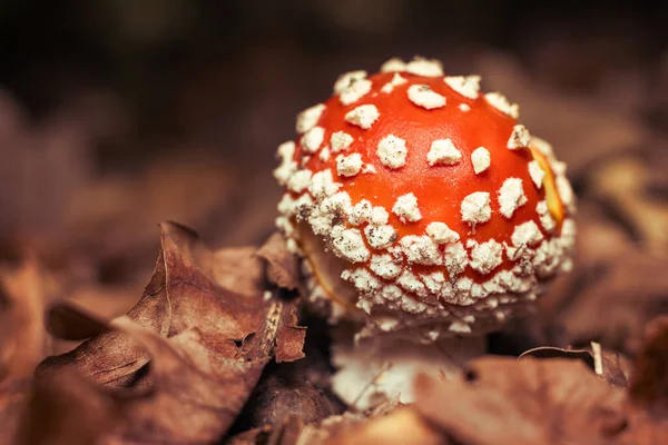 Amanita Μανιτάρι Στο Δάσος Του Φθινοπώρου Μεταξύ Πεσμένων Φύλλων — Φωτογραφία Αρχείου