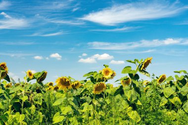 Açık sarı ayçiçeği mavi gökyüzüne karşı bir tarlada.
