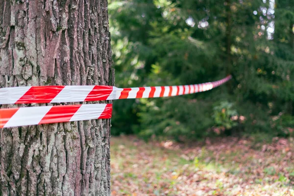 Red White Barrier Tape Fenced Dangerous Place Crime Scene Forest — Stock Photo, Image