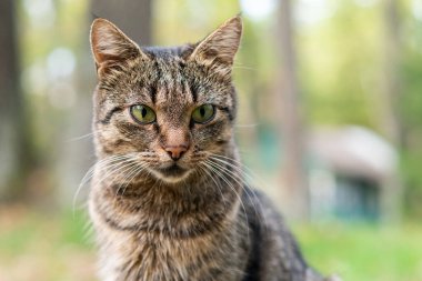 Doğada genç kahverengi çizgili bir kedinin portresi..