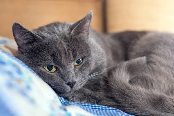 Szary Kot Żółtymi Oczami Odpoczywający Kładący Łapę Pod Głowę — Zdjęcie stockowe
